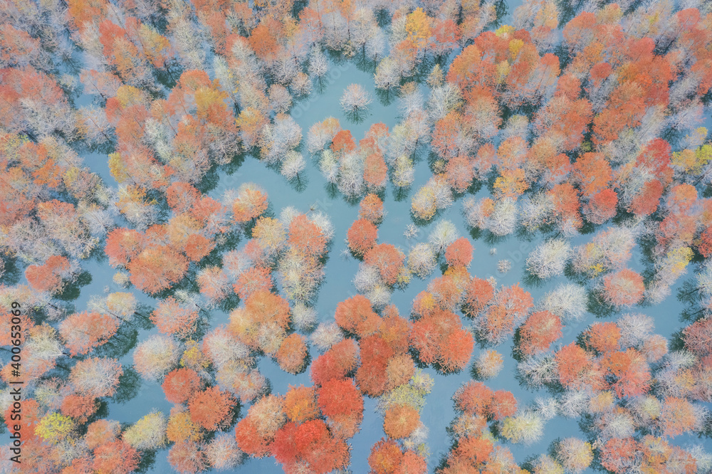 aerial view of bald cypress forest in lake