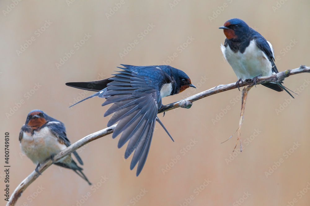 Boerenzwaluw, Barn Swallow, Hirundo rustica