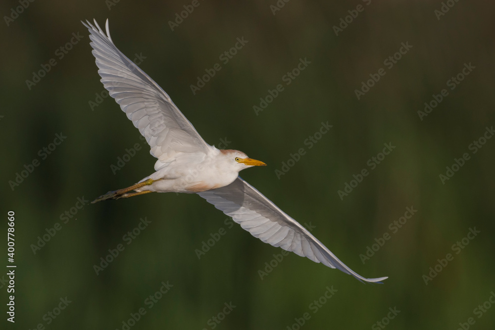 Koereiger；牛白鹭；Bubulcus ibis