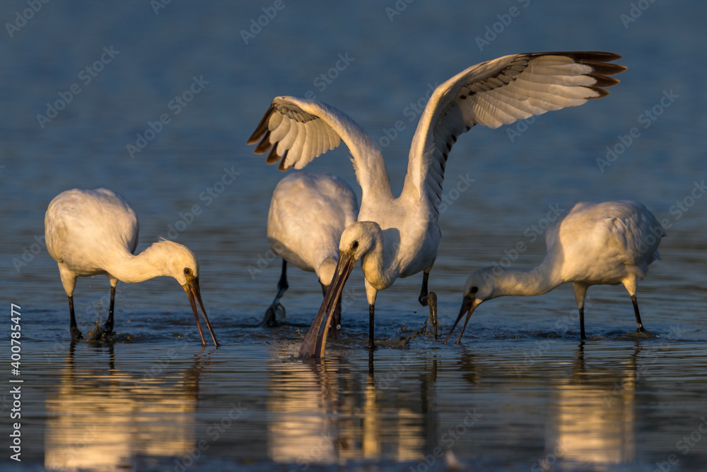 Lepelaar，欧亚琵鹭，Platalea leucorodia