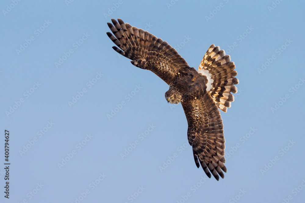 Blauwe Kiekendief; Hen Harrier; Circus cyaneus