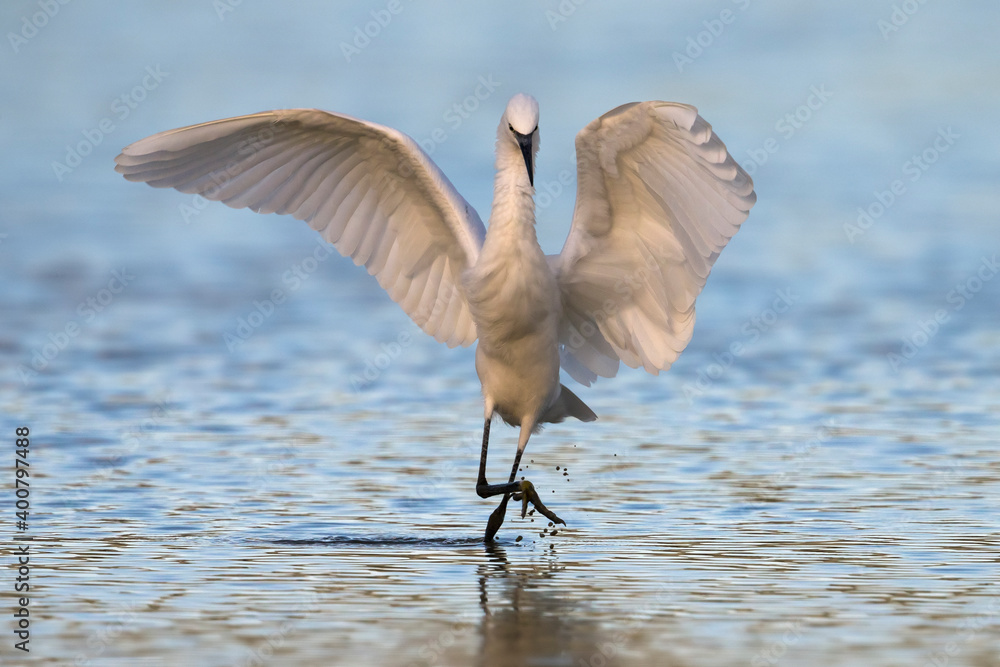 Kleine Zilvreiger；小白鹭；Egretta garzetta