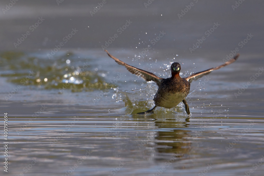 Dodaars, Little Grebe; Tachybaptus ruficollis