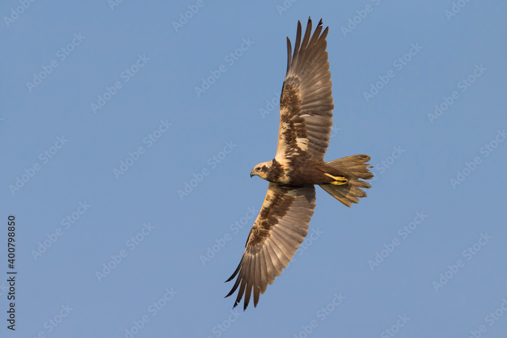 Bruine Kiekendief; Marsh Harrier; Circus aeruginosus