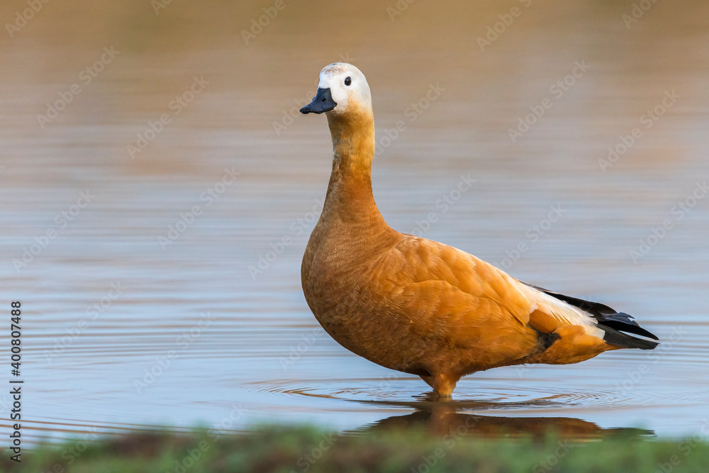 Casarca, Ruddy Shellduck, Tadorna ferruginea