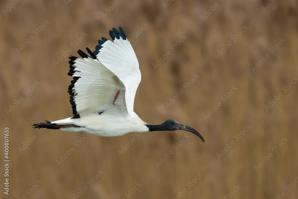 Heilige Ibis; Sacred Ibis; Threskiornis aethiopicus