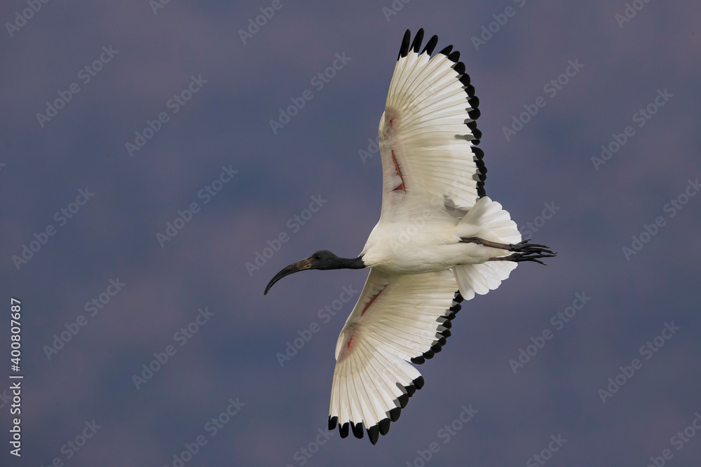 Heilige Ibis; Sacred Ibis; Threskiornis aethiopicus