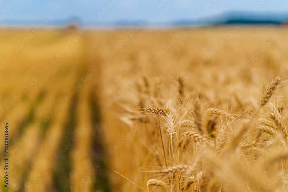 Ripe wheat field and blue sky with clouds. Agricultural concept. Rural landscape. Wheat meadow.