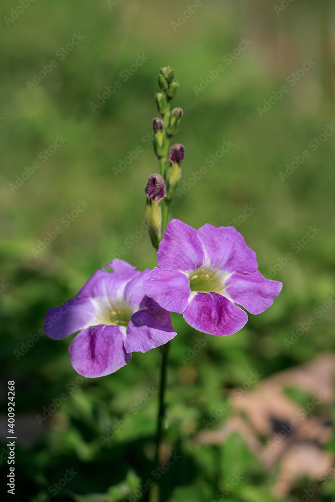 Hollyhoucks，Alcea在一个天然的多年生花园里开花。