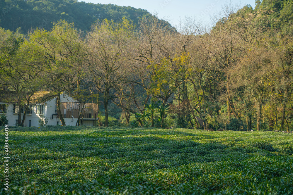 中国杭州的茶园。