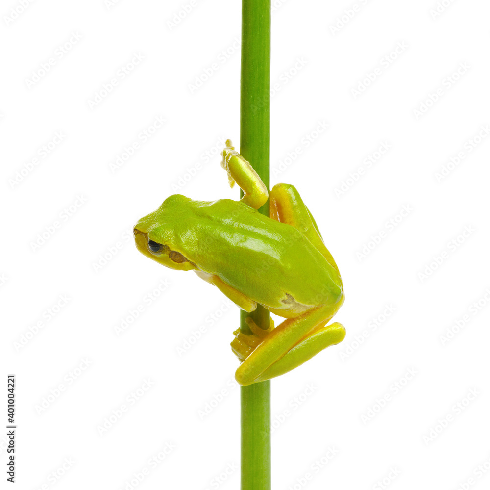 Tree frog on a plant