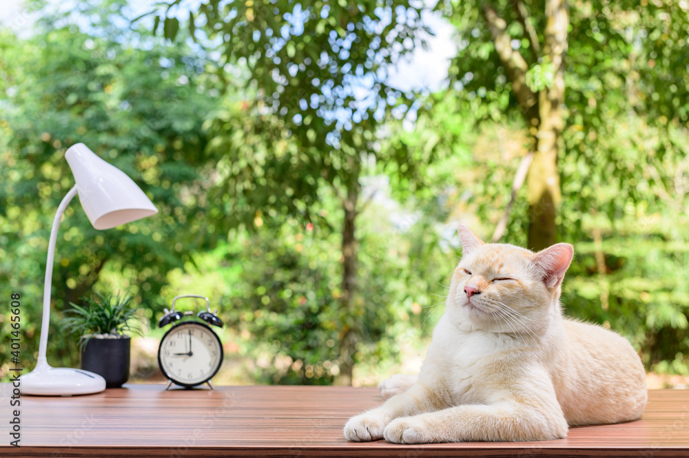 桌子上的可爱猫