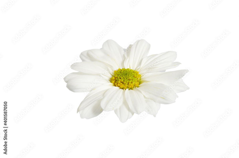 Daisy On White With Clipping Path