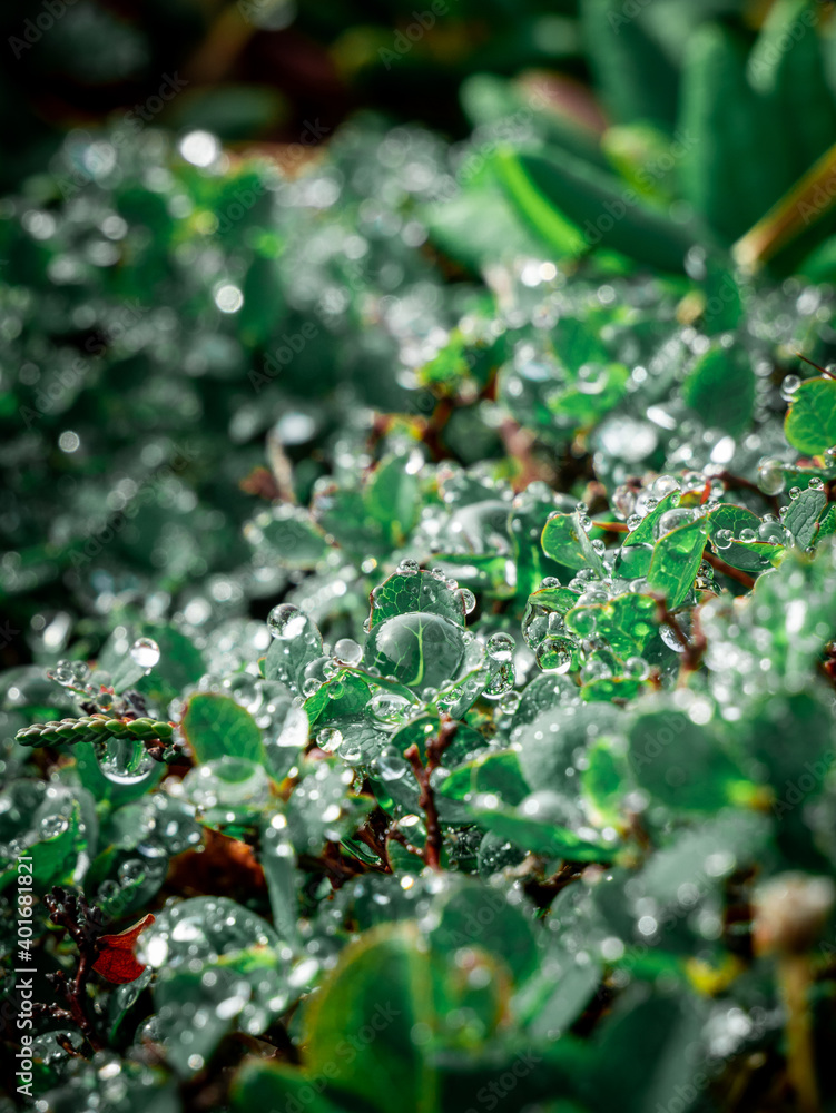 露水滴落在草地和花朵上