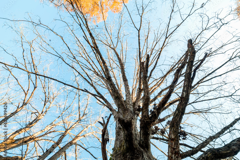 Big early winter tree from underneath on a sunny day