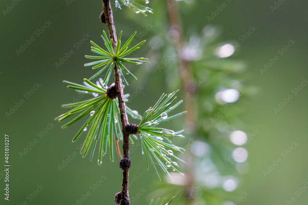 MACRO，DOF：雨滴在从落叶松针叶林中慢慢滑落时闪闪发光。