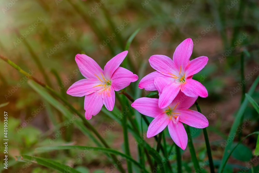 秋水仙花秋季粉红色俗称秋季、藏红花、草地