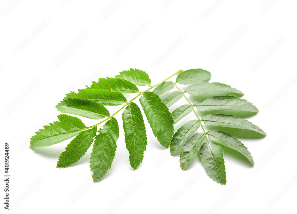 Green rowan branches on white background