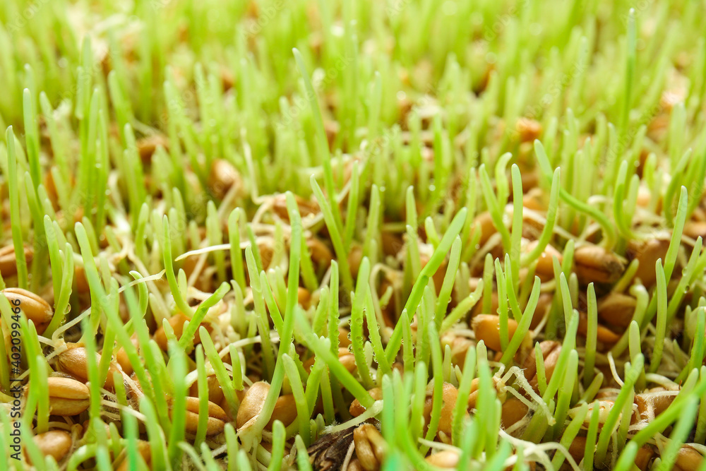 Fresh wheatgrass with water drops, closeup