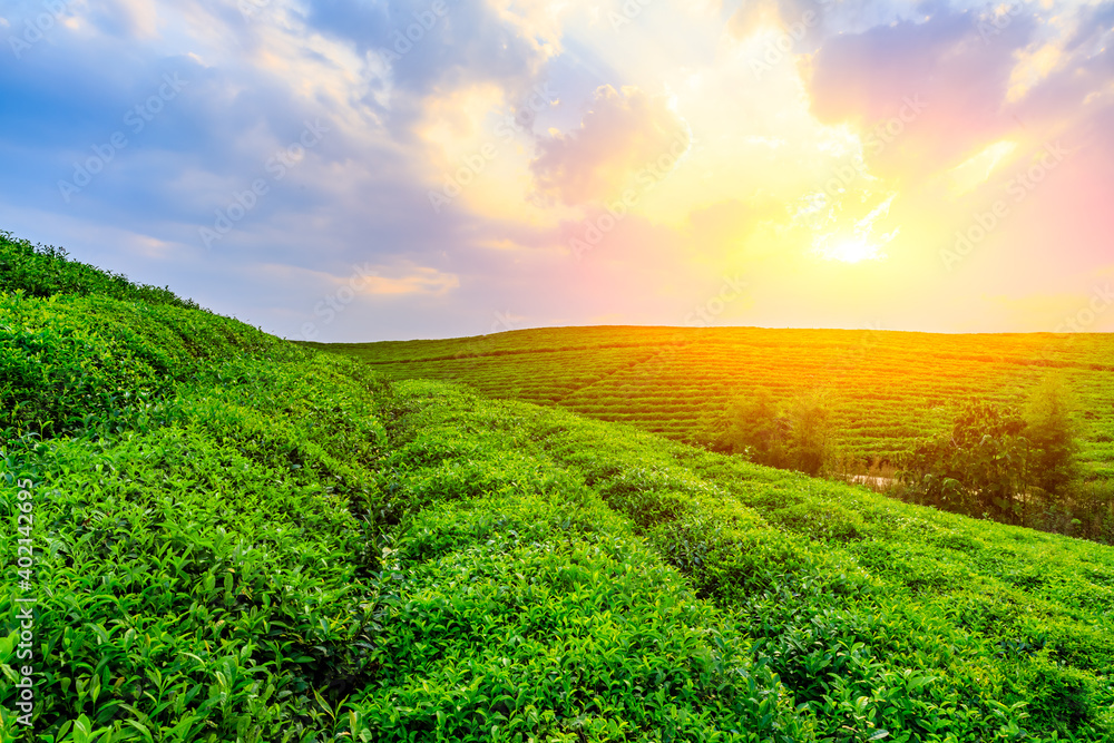 Green tea mountain at sunset,tea plantation natural background.