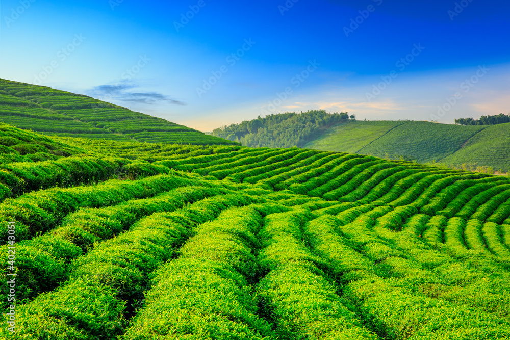 落日余晖下的绿茶山，茶园自然背景。