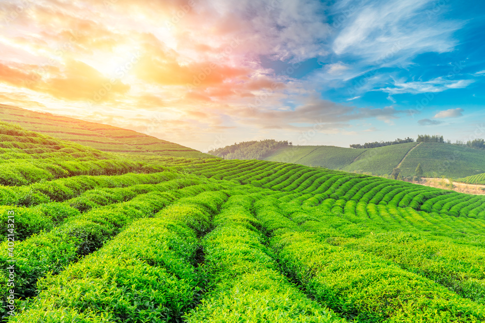 日落时的绿茶山，茶园自然背景。