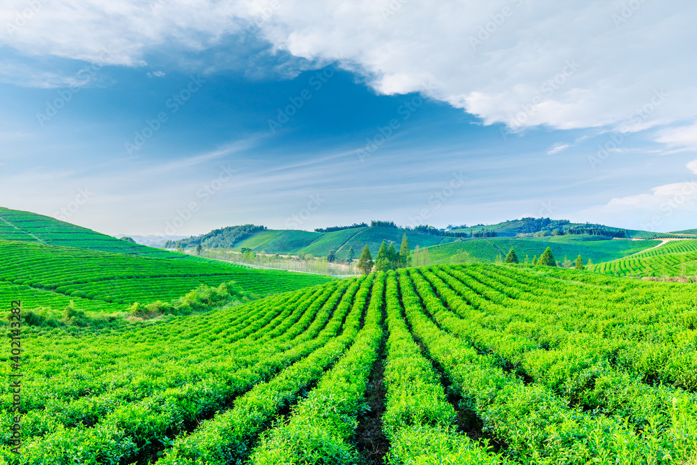 绿茶种植。农业领域的自然背景。