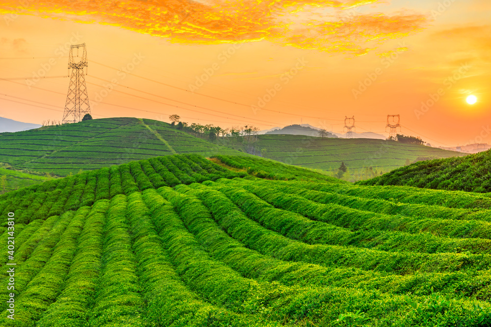 落日余晖下的绿茶山，茶园自然背景。