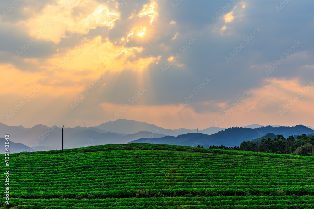 Green tea mountain at sunset,tea plantation natural background.