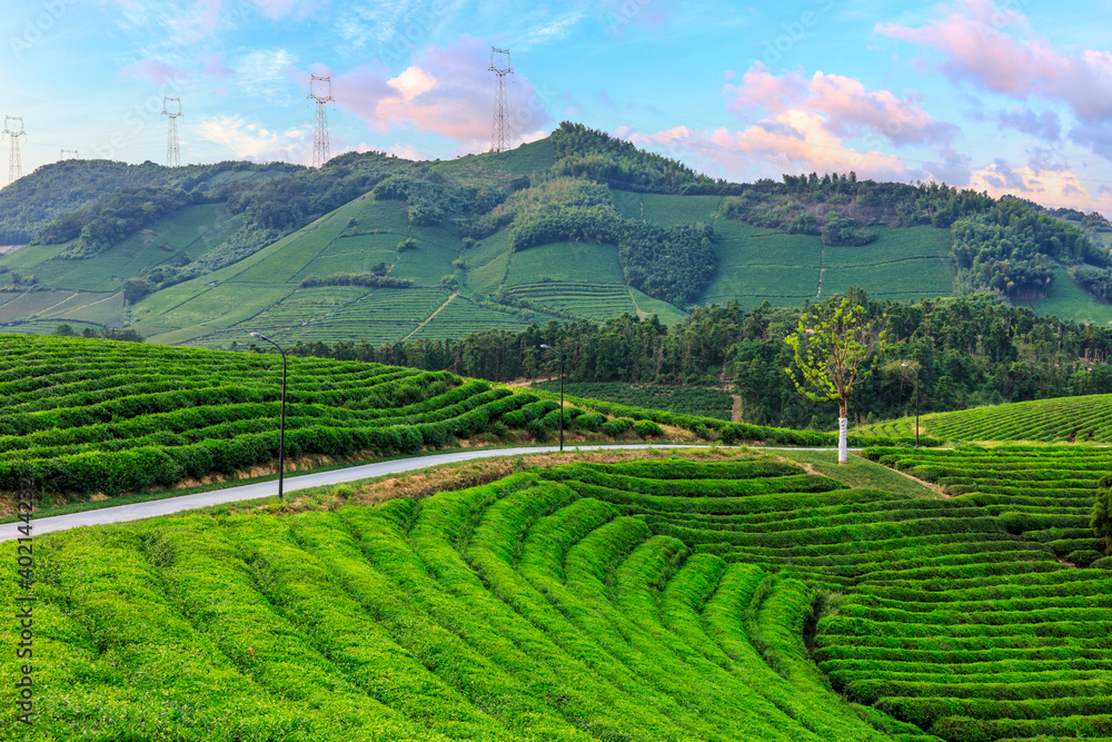 Green tea mountain at sunset,tea plantation natural background.