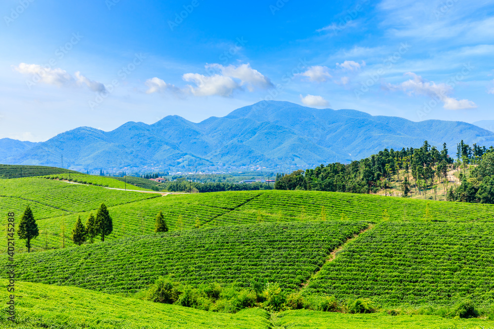 绿茶种植。农业领域自然背景。