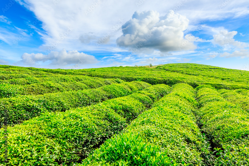 绿茶种植。农业领域自然背景。