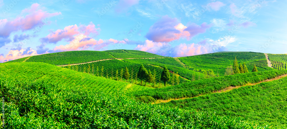 落日余晖下的绿茶山，茶园自然背景。