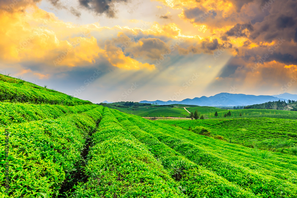 落日余晖下的绿茶山，茶园自然背景。