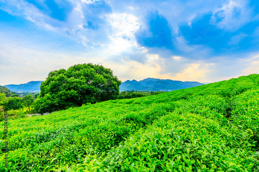 绿茶种植。农业领域自然背景。