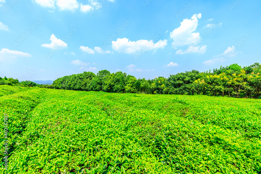 绿茶种植。农业领域自然背景。