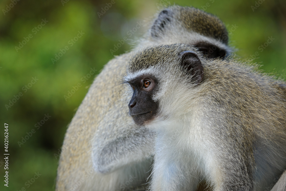 Vervet monkey（Chlorocebus pygerythrus）。东海岸。Isimangaliso湿地公园。夸祖鲁-纳塔尔。S