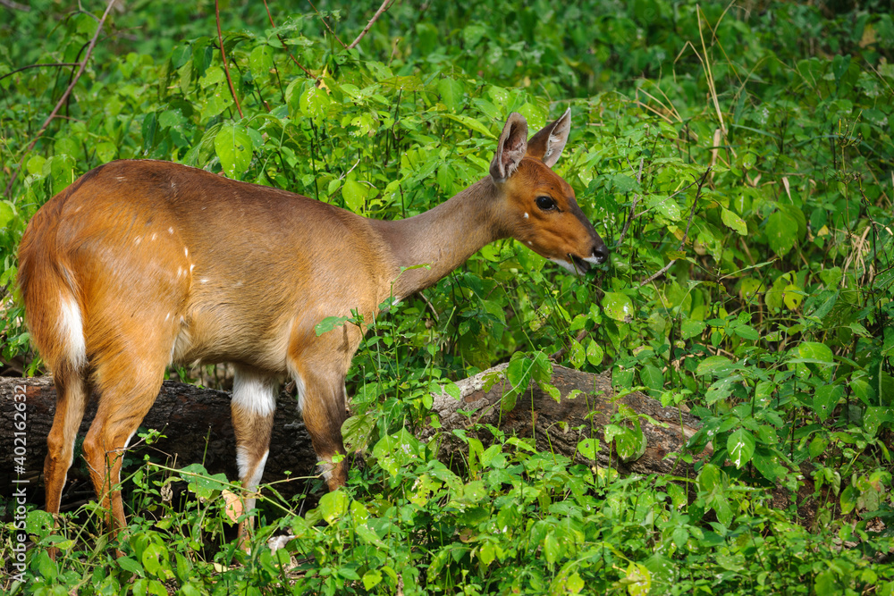 开普丛林鹿或仅丛林鹿（Tragelaphus sylvaticus）雌性。东海岸。Isimangaliso湿地