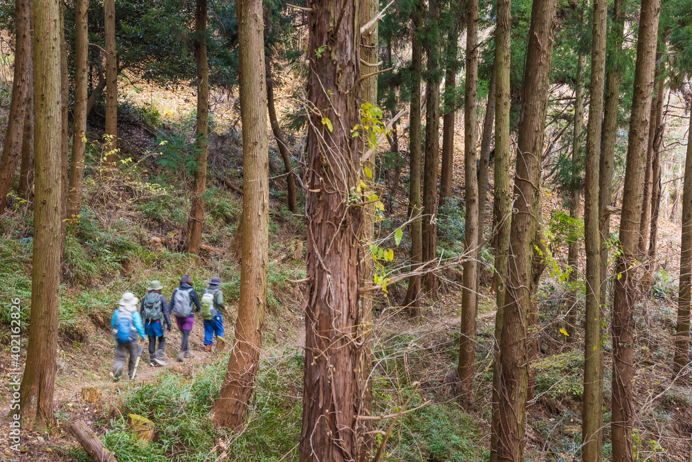 杉林のなかを歩く登山者たち