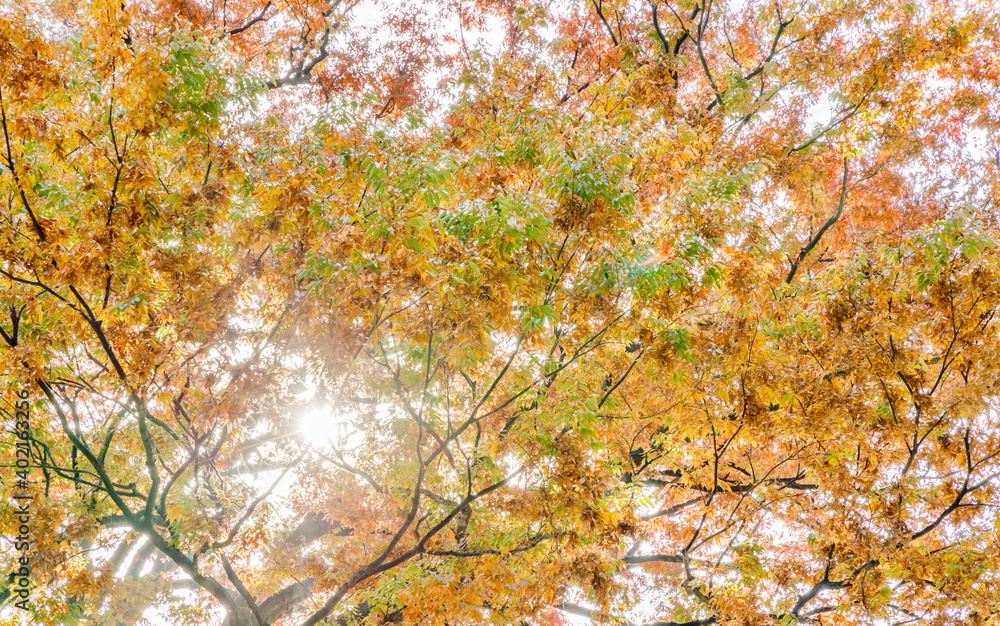 太陽の光を浴びる紅葉した葉