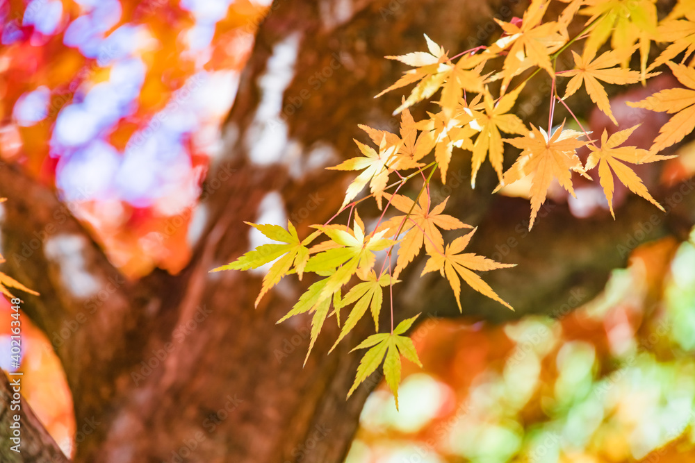 太陽の光を浴びる紅葉した葉