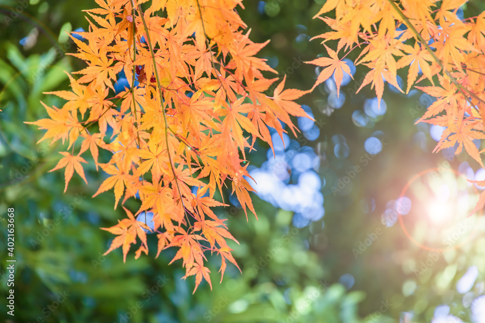 太陽の光を浴びる紅葉した葉