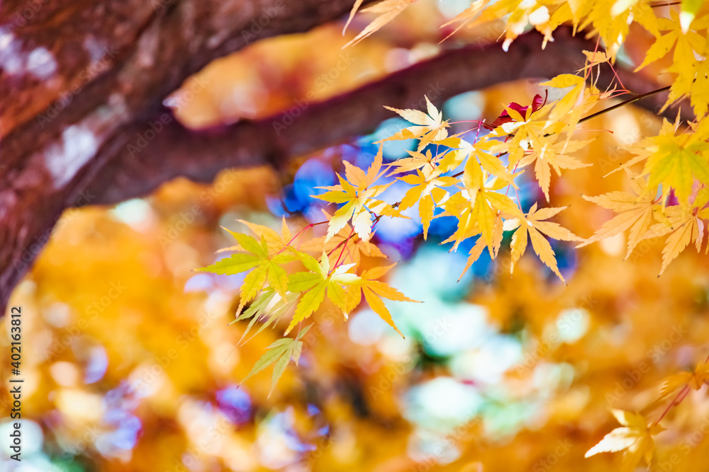 太陽の光を浴びる紅葉した葉