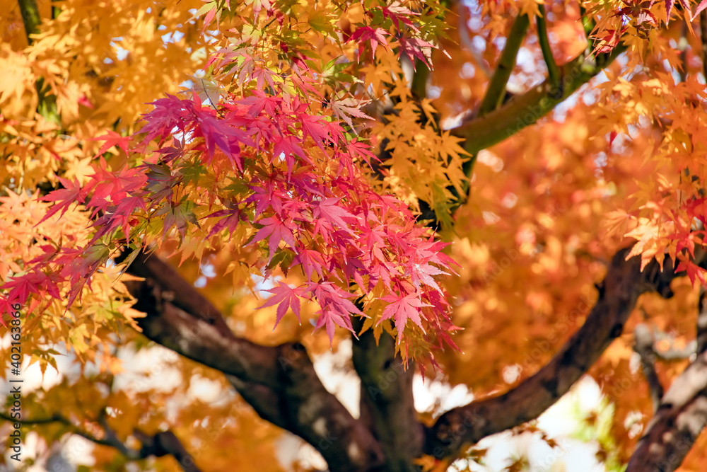 太陽の光を浴びる紅葉した葉