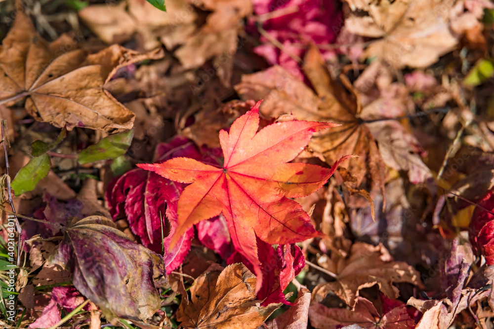 太陽の光を浴びる紅葉した葉