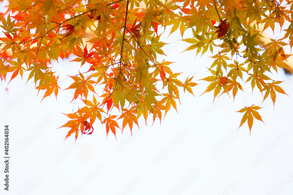 太陽の光を浴びる紅葉した葉