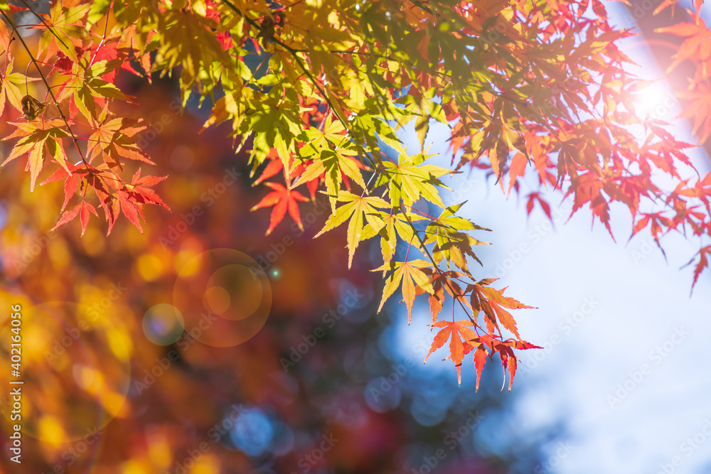 太陽の光を浴びる紅葉した葉