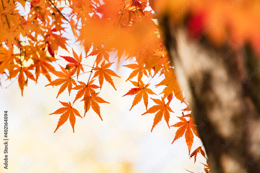 太陽の光を浴びる紅葉した葉