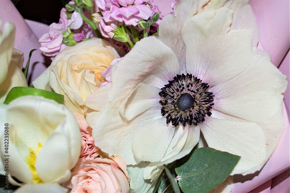 大朵盛开的花朵（以黑色核心为重点），白色花瓣呈束状