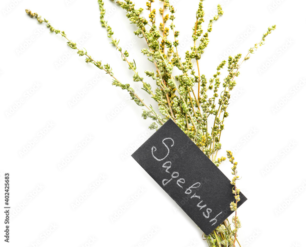 Aromatic sagebrush on white background